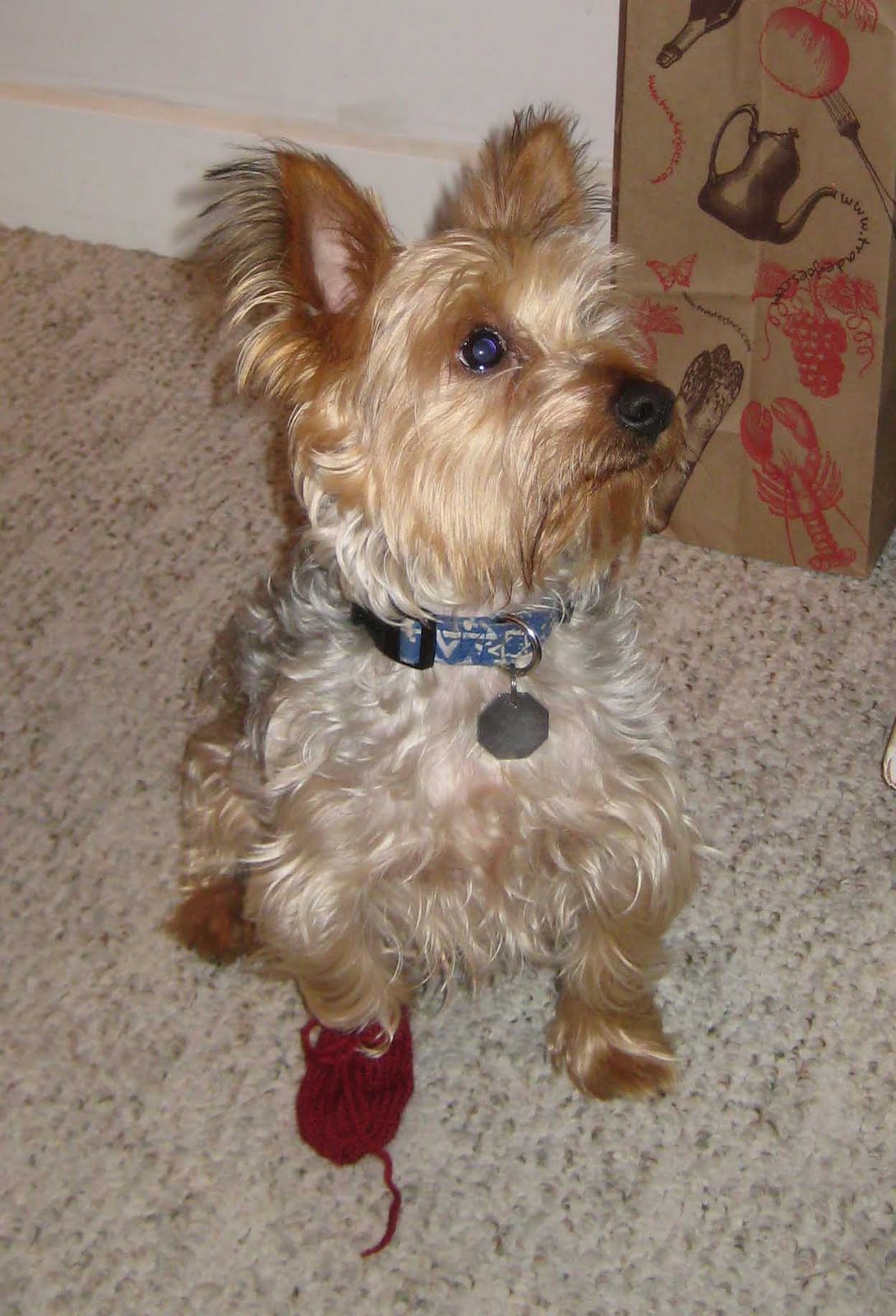 Knitted dog boots deals